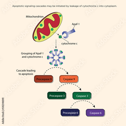 Biology, DNA helix, DNA replication, next generation question template, dumb physics figures, exam question, eps