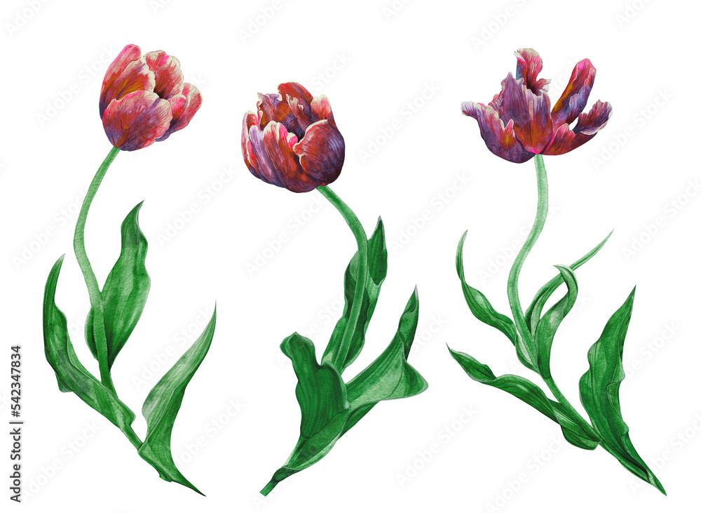 Watercolor tropical flower isolated on white background Watercolor tropical flower isolated on white background
