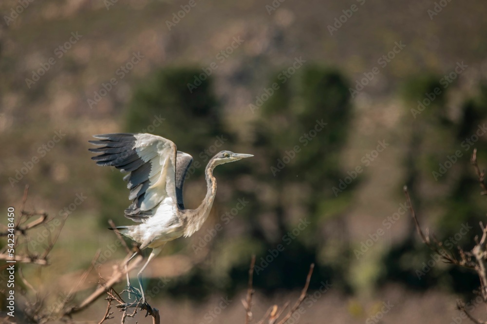 Beautiful gray heron preparing to take off from a twig on a sunny day