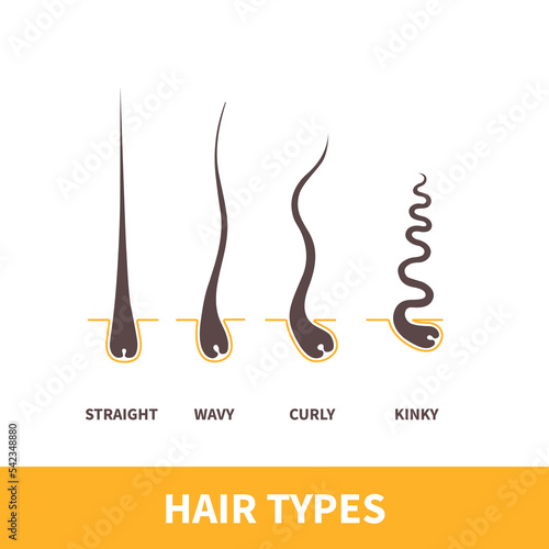 Straight, wavy, curly, kinky hair types classification system set. Detailed human hair growth style chart. Health care and beauty concept. Vector illustration.