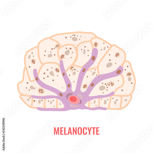 Melanocyte cell biology and skin tone pigmentation diagram. Melanin pigment production and distribution process. Melanosome transfer to keratinocytes scheme. Vector illustration.