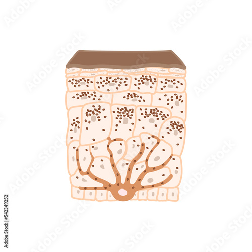 Melanin content and distribution in dark skin phototype. Pigmentation mechanism infographic diagram. Epidermis cross-section in closeup. Vector illustration.