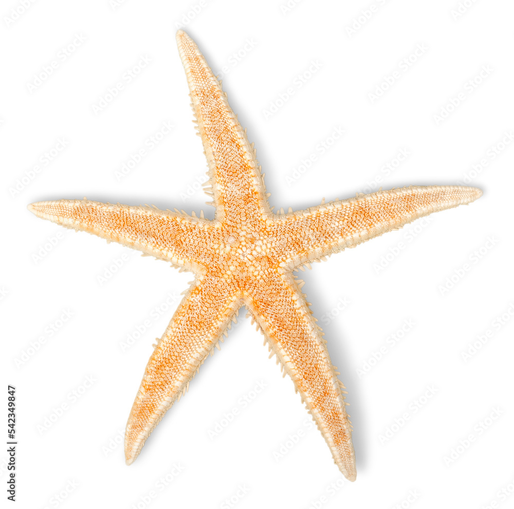 Yellow  starfish isolated on white background