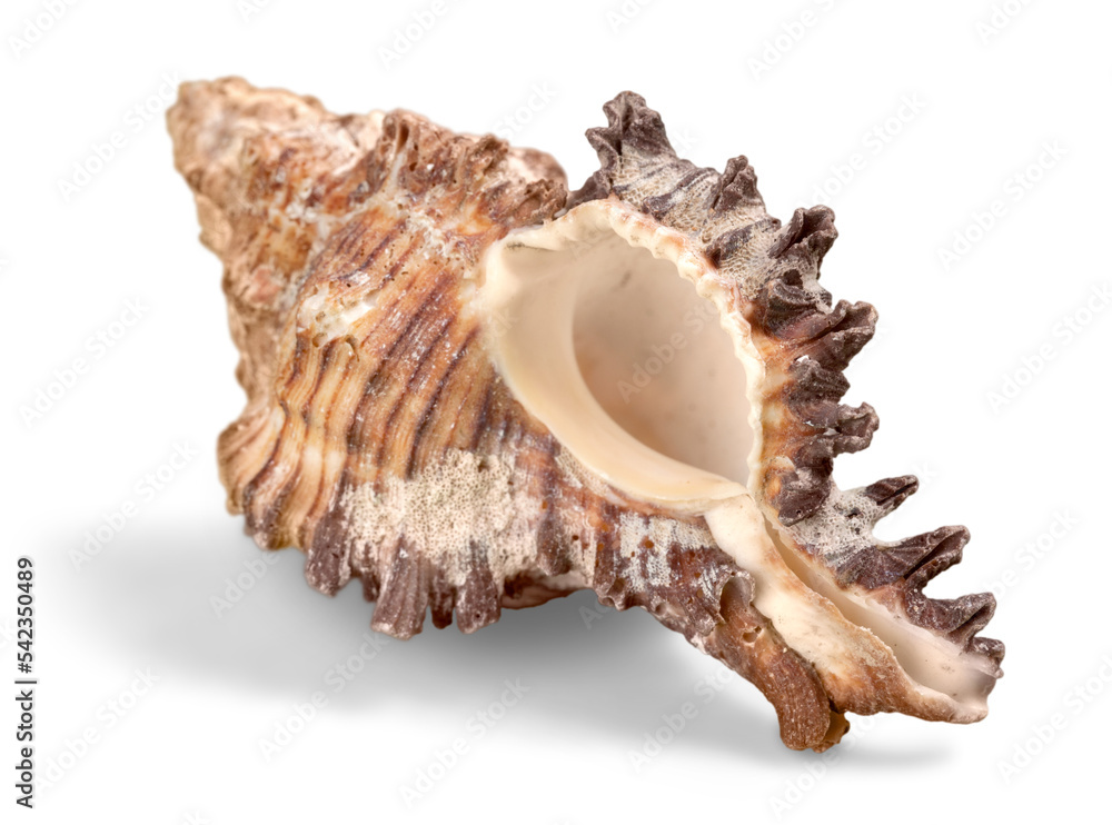 Sea shell on white background Sea shell on white background