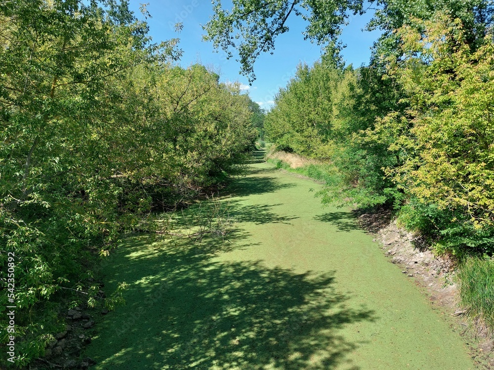 Small stream in park in summerly Germany, overgrown with moss and algae Small stream in park in summerly Germany, overgrown with moss and algae