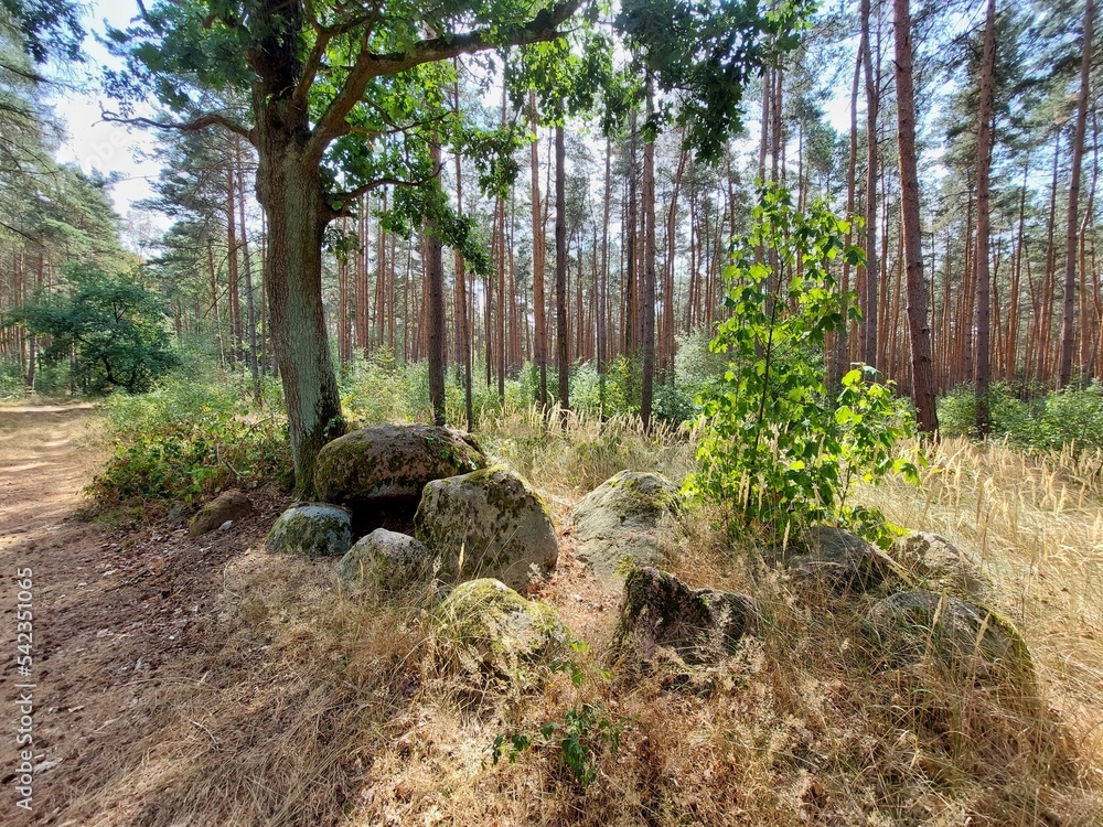Megalithic tomb Haldensleben 40 in the German forest Megalithic tomb Haldensleben 40 in the German forest
