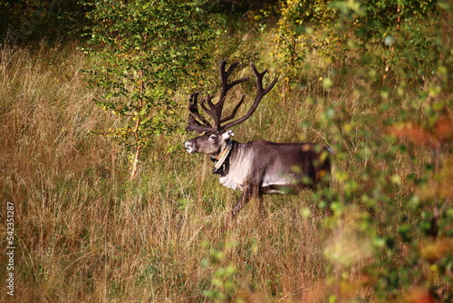 Fototapeta Naklejka Na Ścianę i Meble -  Reindeer bull on sunny autumn meadow in Swedish Lapland
