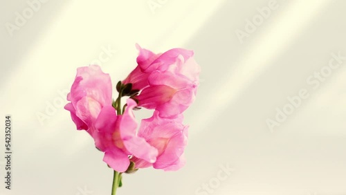 Pink flower on the background of the wall in the sunlight.