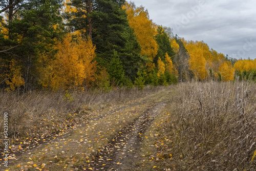 Dirt road in the autumn forest. Ural, Russia