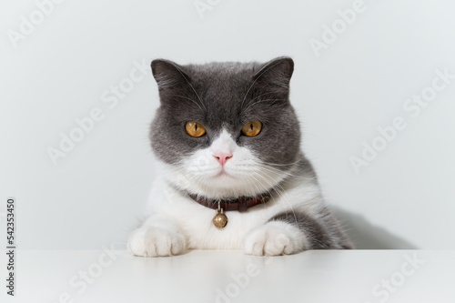 Foto British shorthair cat lying on white table