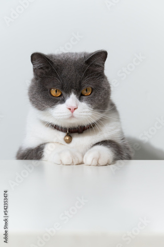 British shorthair cat lying on white table