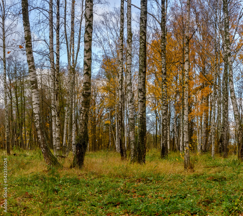 Autumn landscapes in the Sergeevka park on the territory of the former estate of the Leuchtenbergskys in the Leningrad region.