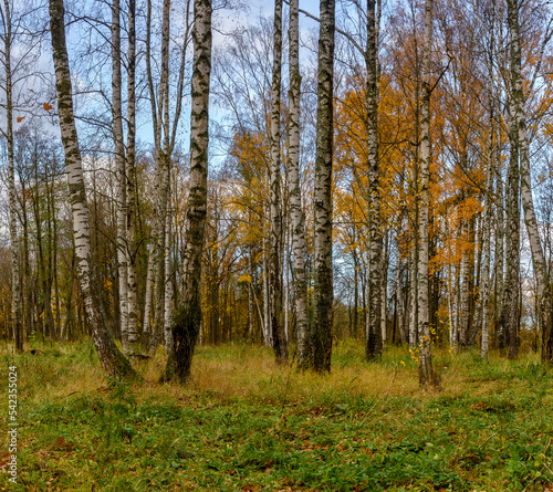 Autumn landscapes in the Sergeevka park on the territory of the former estate of the Leuchtenbergskys in the Leningrad region.