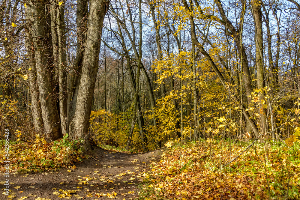 Autumn landscapes in the Sergeevka park in the Leningrad region. Autumn landscapes in the Sergeevka park in the Leningrad region.