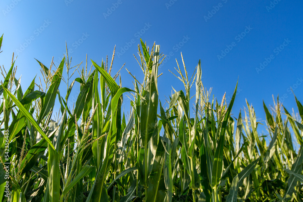 Ripening yellow corn on the cob, maize closeup Ripening yellow corn on the cob, maize closeup