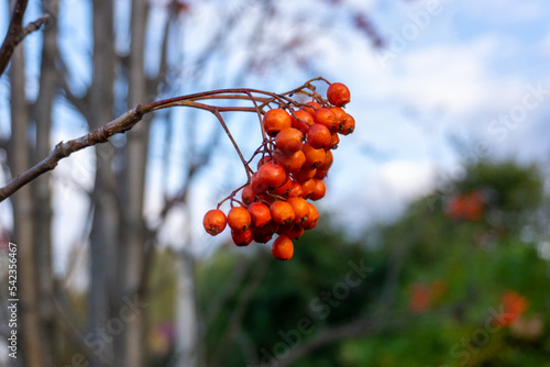 Rowan branch with bunches of red ripe berries against the blue sky.
