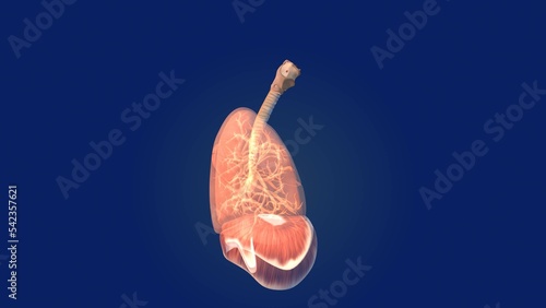 Human lungs  health care medical background