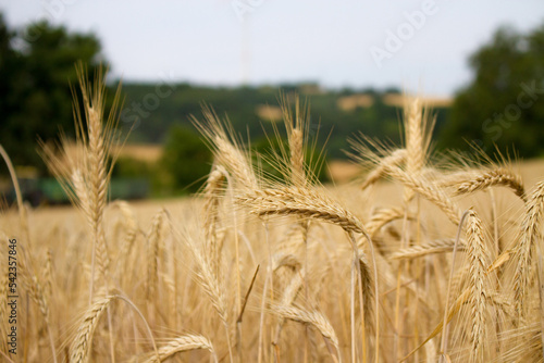Gerste während der Erntezeit