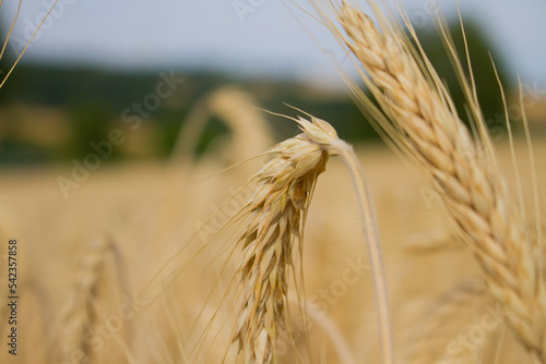 Gerste während der Erntezeit