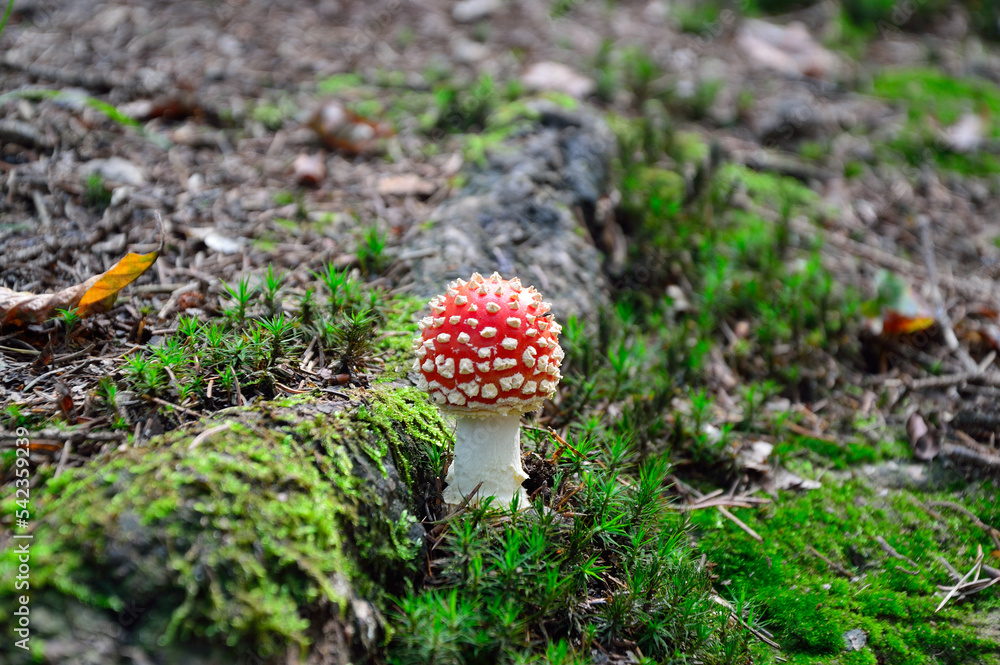 Single fly amanita with small cap fly agaric Single fly amanita with small cap fly agaric