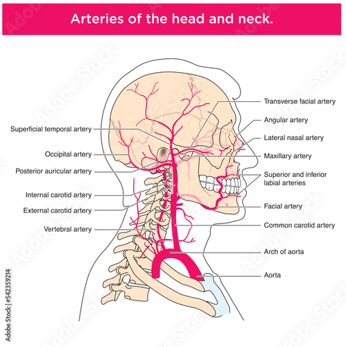 Labelled drawing to show the anterior muscles of the neck and airway structures, including the trachea, thyroid and cartilages