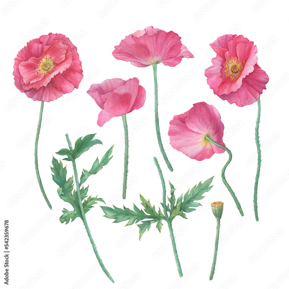 Set with pink Shirley poppies flowers (Papaver rhoeas). Floral botanical greeting card. Watercolor hand drawn painting illustration, isolated on white background.