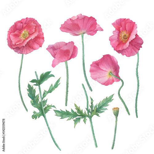 Set with pink Shirley poppies flowers  Papaver rhoeas . Floral botanical greeting card. Watercolor hand drawn painting illustration  isolated on white background.