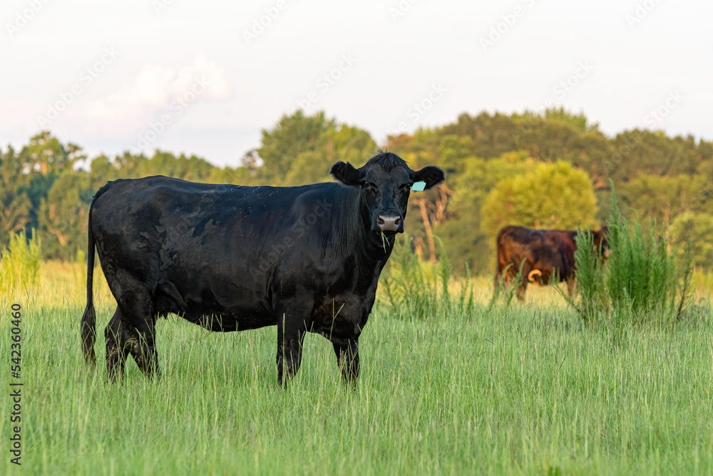 Angus cow in pasture w dogfennel Angus cow in pasture w dogfennel