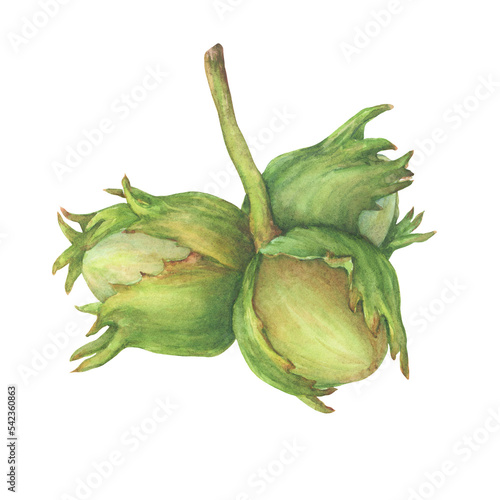 Close-up of green hazelnut fruits with spiny husks and leaves (Corylus avellana, common hazel, cobnuts, forest filbert). Watercolor hand drawn painting illustration, isolated on white background.