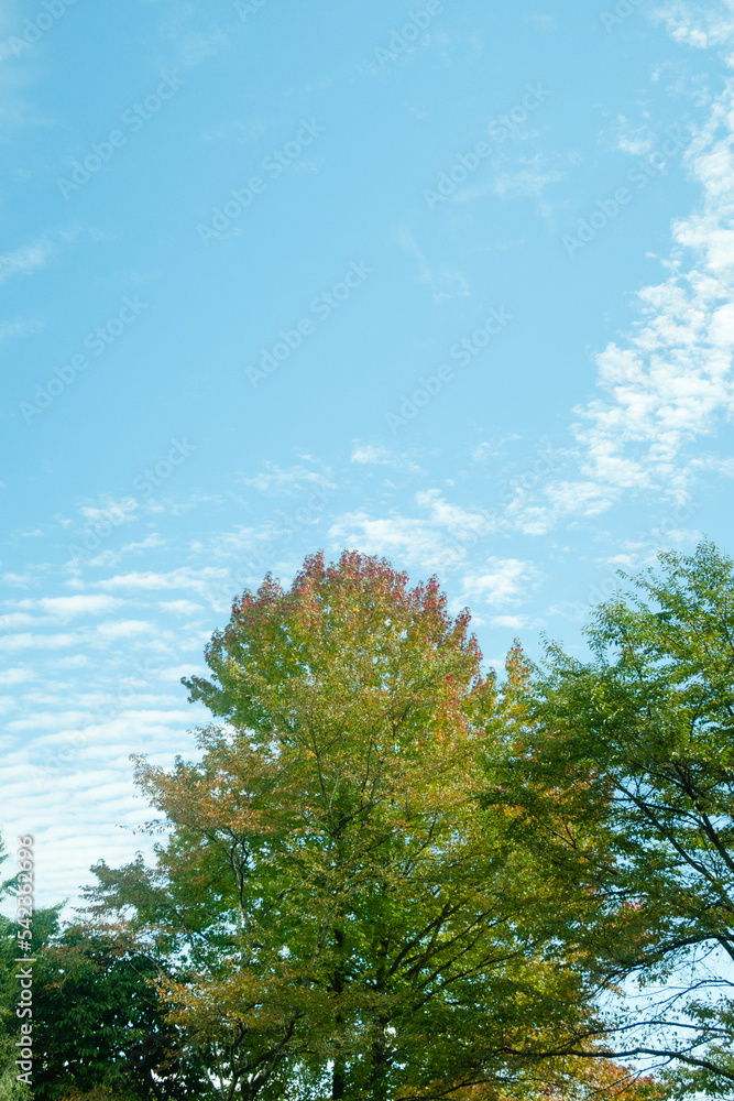 Obraz premium 移りゆく季節を感じる鰯雲と色付き始めた木々