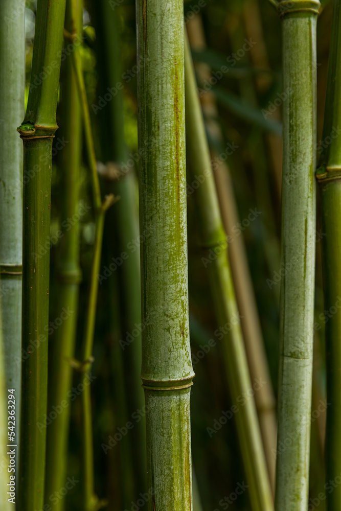 green bamboo forest background green bamboo forest background