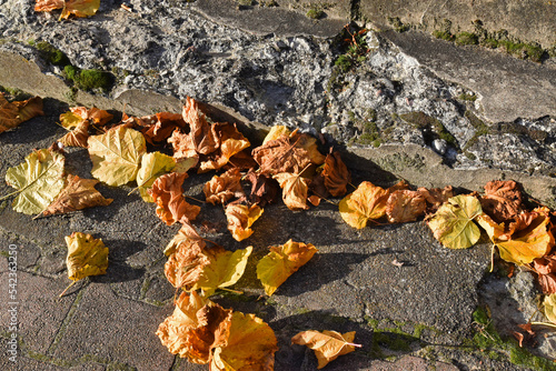 Autumn leaves on the old pavement