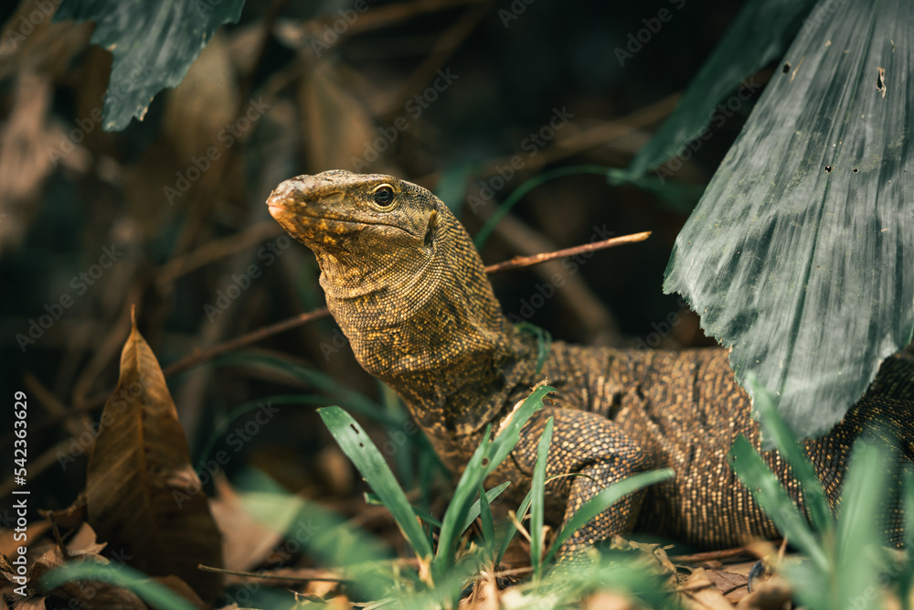 Obraz premium Asian water monitor lizard crawling in the forest