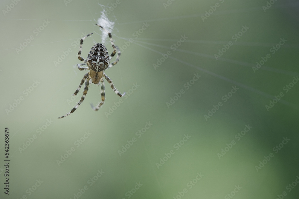 Cross spider in a spider web, lurking for prey. Blurred background Cross spider in a spider web, lurking for prey. Blurred background