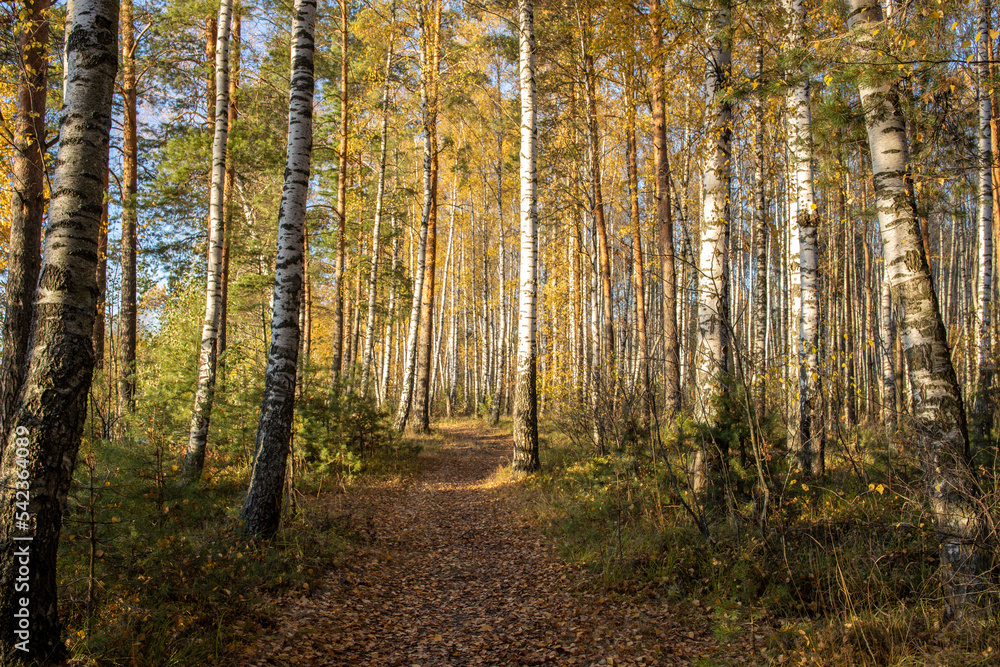 Obraz premium The birch grove is illuminated by the rays of the sun. Autumn picturesque landscape with yellow foliage.