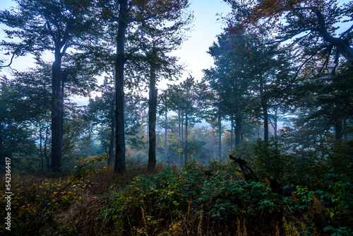 Herbstwald im Nebel, Abstieg von der Lausche 2