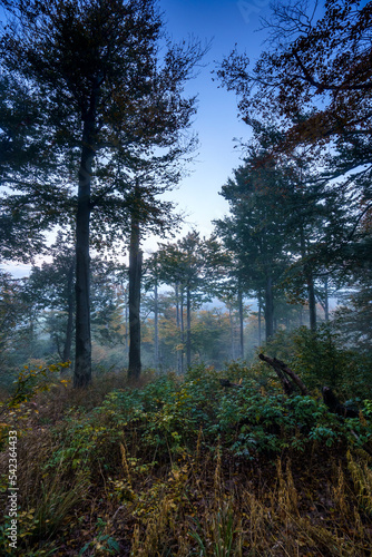 Herbstwald im Nebel  Abstieg von der Lausche 1