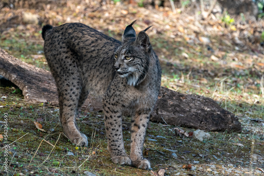 Obraz premium Beautiful full body portrait of a female lynx looking sideways in a forest in Andalusia in Spain