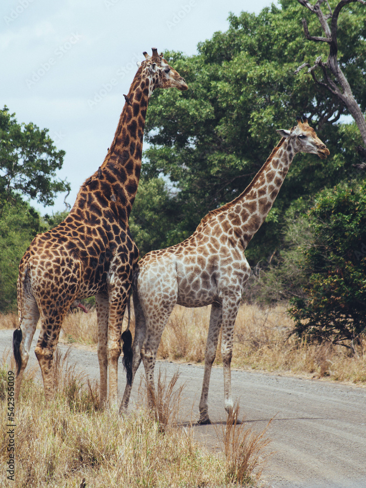 Obraz premium giraffe in the savannah
