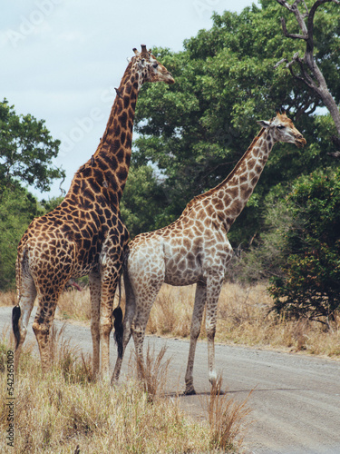 giraffe in the savannah