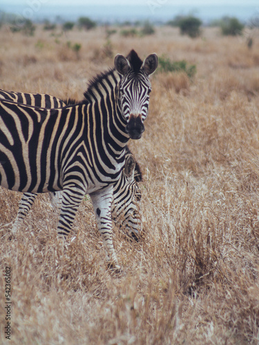 zebras in the kruger