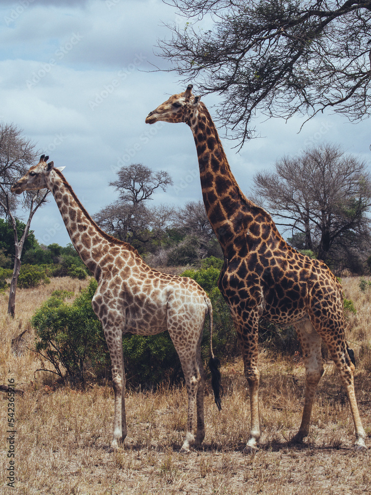 giraffe walking in the savannah giraffe walking in the savannah