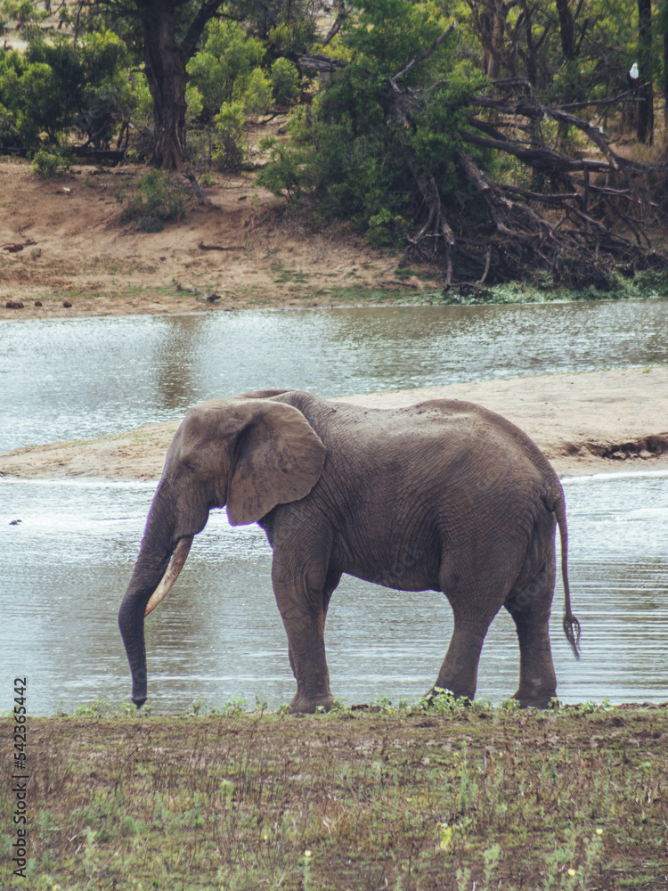 Fototapeta premium elephant in the water in kruger