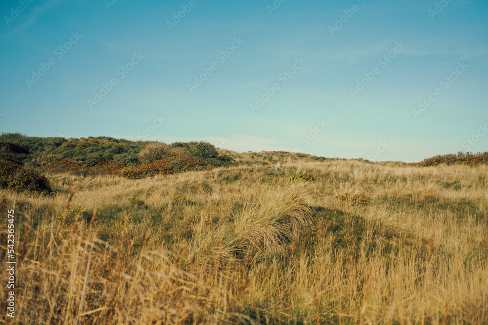 north german dune landscape on with meadow in sunlight
