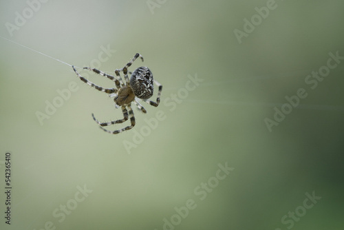 Cross spider crawling on a spider thread. Halloween fright. Blurred background.