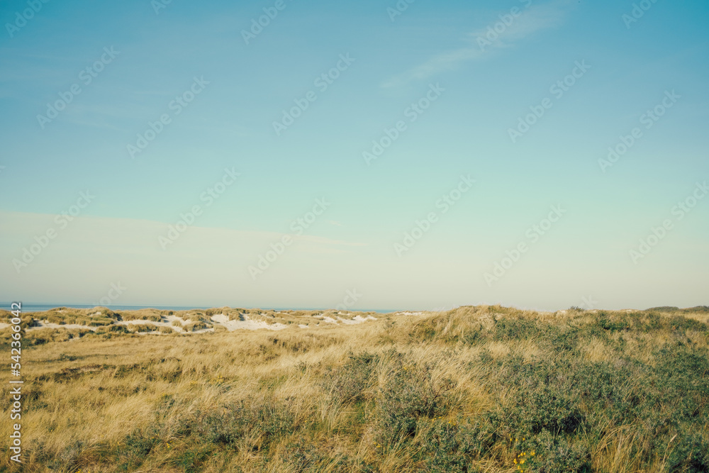 north german dune landscape on with meadow in sunlight