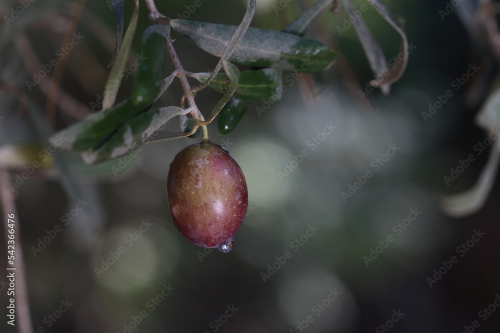 close up of a ripe black olive on a branch of an olive tree close up of a ripe black olive on a branch of an olive tree
