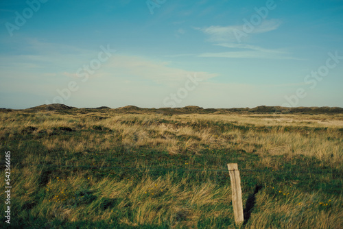 north german dune landscape on with meadow in sunlight