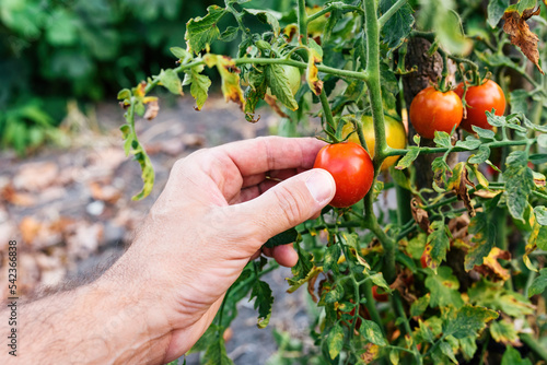 Closeup of farmer hand picking ripe tomato fruit in organic garden