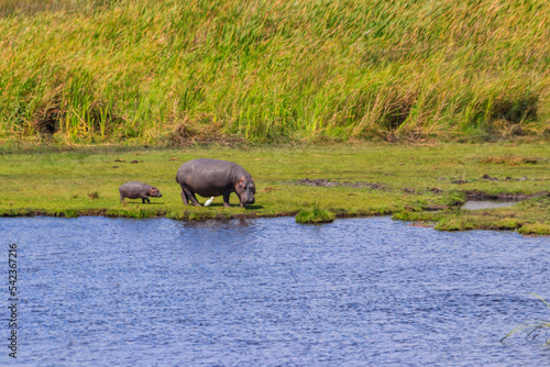 Mother and baby hippo  Hippopotamus amphibius  walking on a lakeshore in Ngorongoro Crater national park  Tanzania